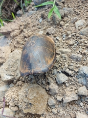 Kinosternon leucostomum