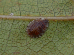 Crypturaphis grassii