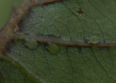 Crypturaphis grassii