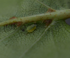 Crypturaphis grassii