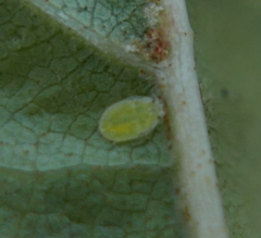 Crypturaphis grassii