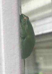 Sphaenorhynchus lacteus