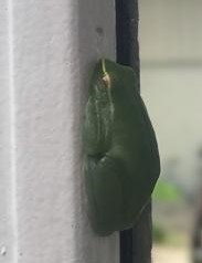 Sphaenorhynchus lacteus