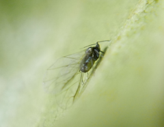 Crypturaphis grassii