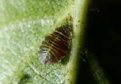 Crypturaphis grassii