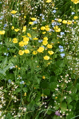 Ranunculus taigaensis