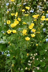 Ranunculus taigaensis