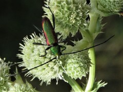 Chrysoprasis aurigena