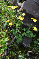 Ranunculus taigaensis