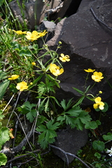 Ranunculus taigaensis