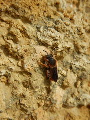 Rhodanthidium