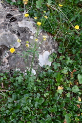 Ranunculus taigaensis