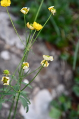 Ranunculus taigaensis