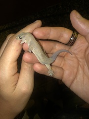 Gehyra australis