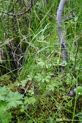 Ranunculus taigaensis