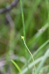 Ranunculus taigaensis
