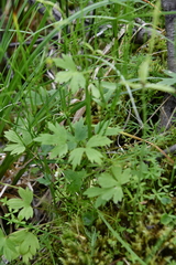 Ranunculus taigaensis