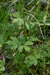 Ranunculus taigaensis
