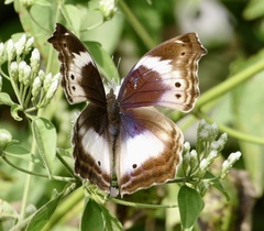 Protogoniomorpha cytora