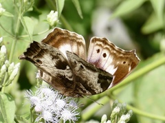 Protogoniomorpha cytora