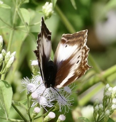 Protogoniomorpha cytora