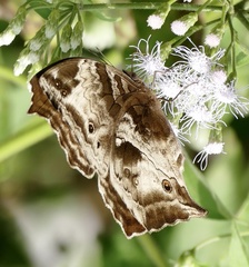 Protogoniomorpha cytora