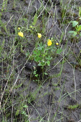 Ranunculus turneri