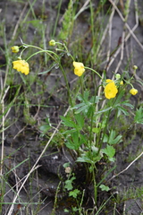 Ranunculus turneri