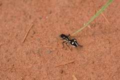 Traumatomutilla graphica