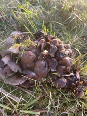 Coprinopsis atramentaria