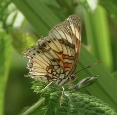 Junonia sophia sophia