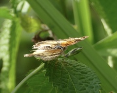 Junonia sophia sophia