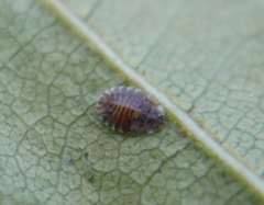 Crypturaphis grassii