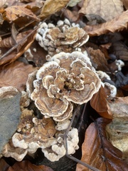 Trametes versicolor