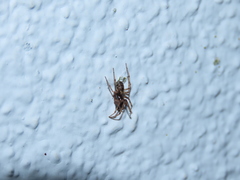 Enoplognatha mandibularis