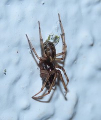 Enoplognatha mandibularis