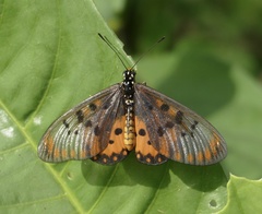 Acraea neobule