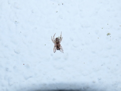 Enoplognatha mandibularis