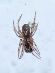 Enoplognatha mandibularis