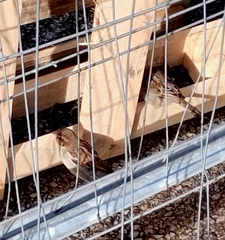 Passer domesticus