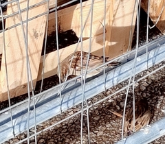 Passer domesticus