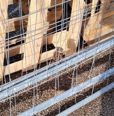 Passer domesticus