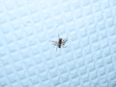 Enoplognatha mandibularis