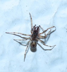 Enoplognatha mandibularis