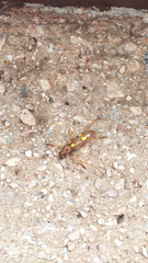 Eburodacrys laevicornis