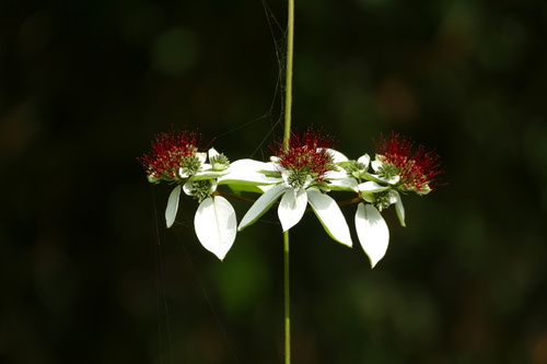 Combretum racemosum (Combretum racemosum)
