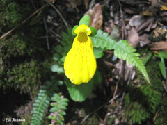 Calceolaria crenatiflora