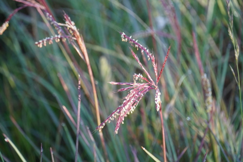 Image of Andropogon appendiculatus by (c) Matthew Fainman, some rights reserved (CC BY)