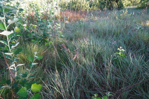 Image of Andropogon appendiculatus by (c) Matthew Fainman, some rights reserved (CC BY)