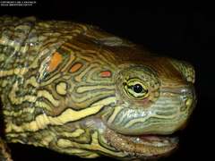 Big Bend Slider photo 2